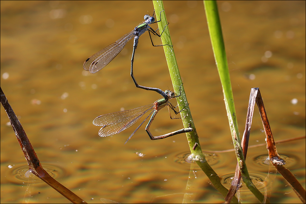 Libelle-1.jpg