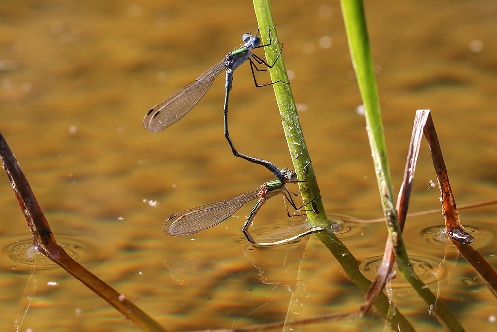 Libelle-2.jpg