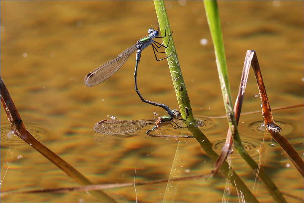 Libelle-3.jpg