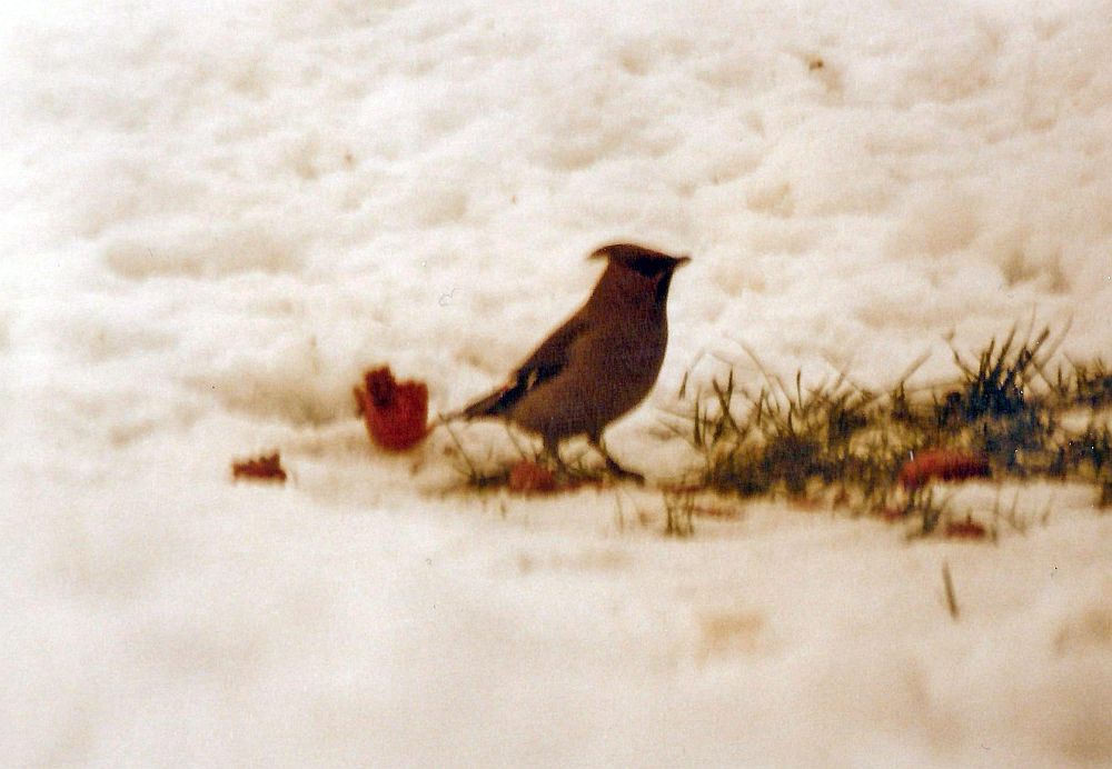 seidenschwanz1980a.jpg