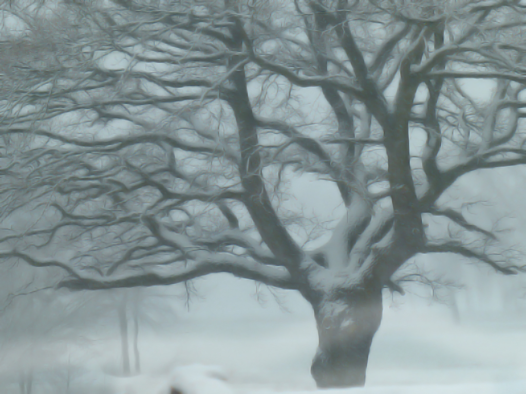 winterlicher-nebelbaum-entrauscht.jpg