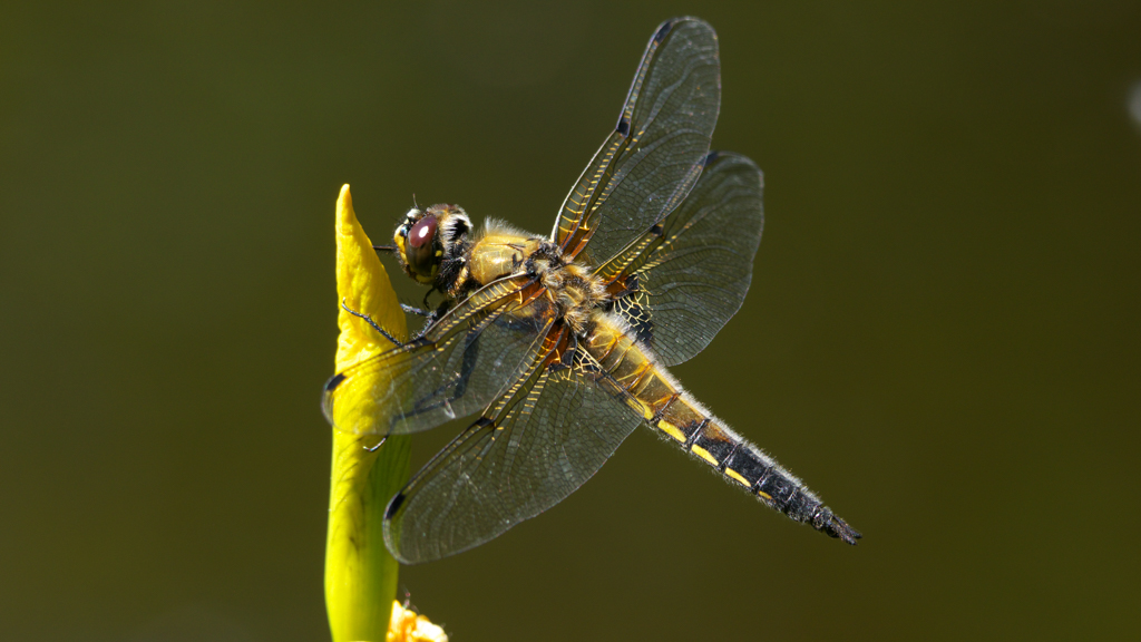 Libelle 300mm----2.jpg