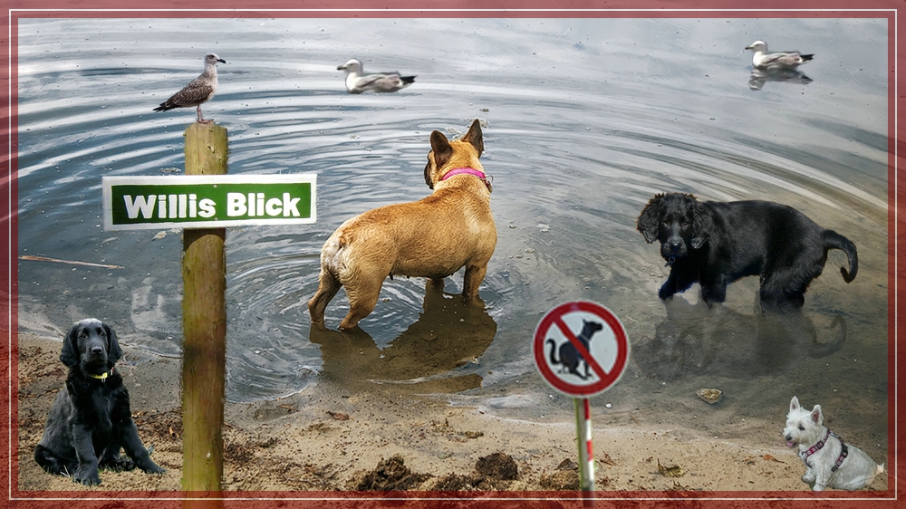 Badesee für Hunde.jpg