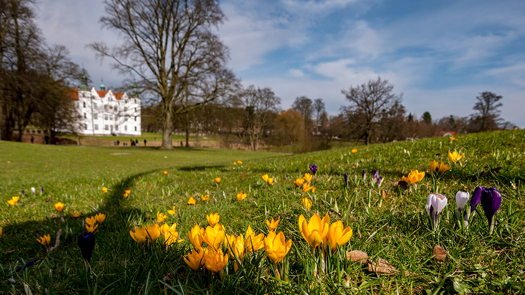 Krokusse im Ahrensburger Schlosspark.jpg