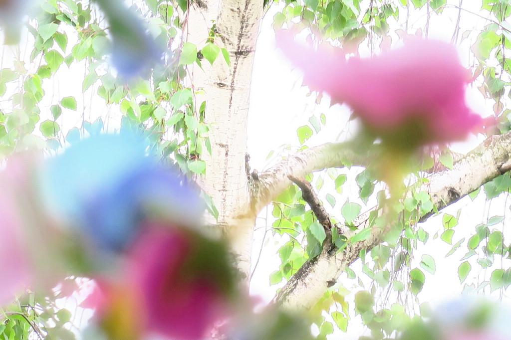 Blüten vor der Birke.jpg