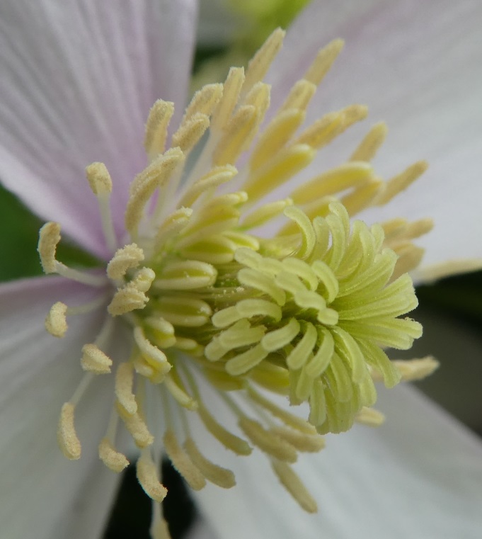 Clematis TZ81 SCN Makro 02.jpg