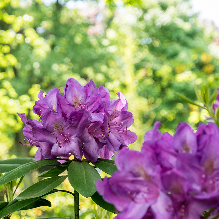 Rhododendron mit Bokeh.jpg