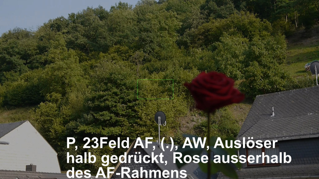 1-p-mf-aw-rose ausserhalb des 23Feld Rahmens Auslöser halb.jpg