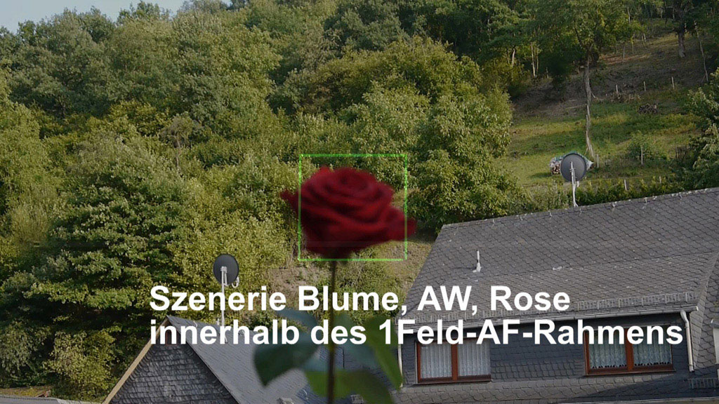 1a-1Szenerie Blume-aw-rose innerhalb des 1Feld Rahmens.jpg