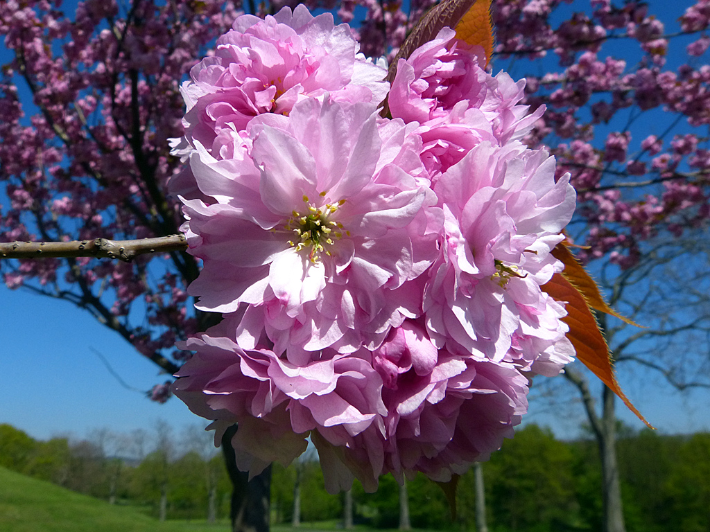 Kirschblüte.jpg