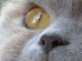 Benutzeravatar