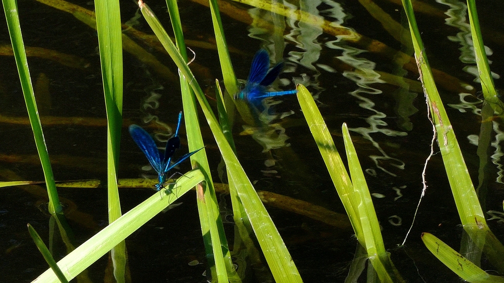 Mahlower Seegraben xx101_cr verkleinert.jpg