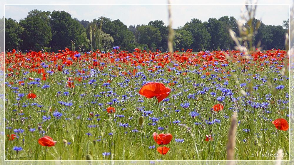 2016_Müritz_Mohn-001.jpg