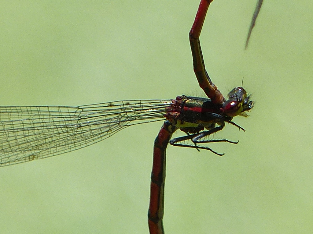 Spiegelung Libelle Ausschnitt.JPG