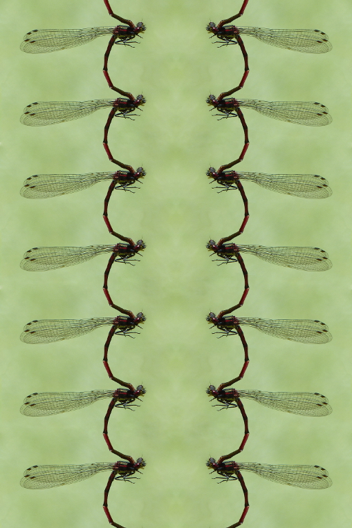 Spiegelung Libelle.JPG