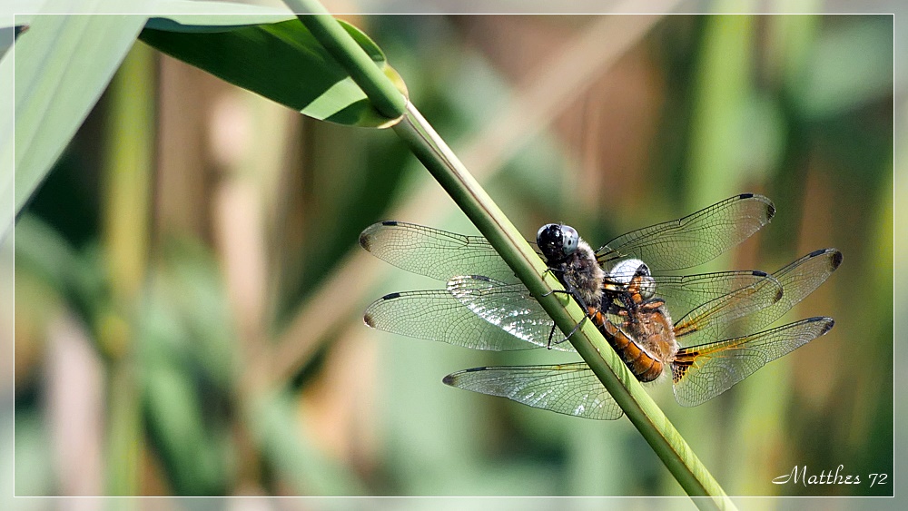 2016_Müritz_Libelle-006.jpg