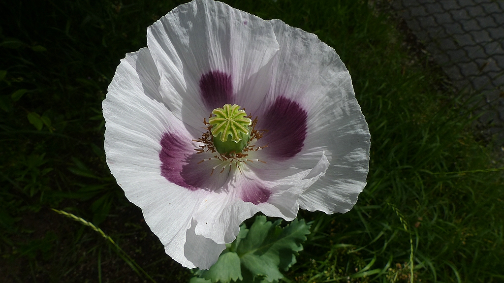 Mohn (2).jpg