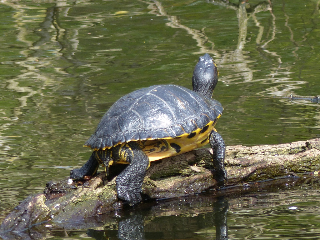 Schildkröten 1.JPG