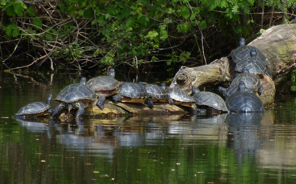 Schildkröten 3.JPG
