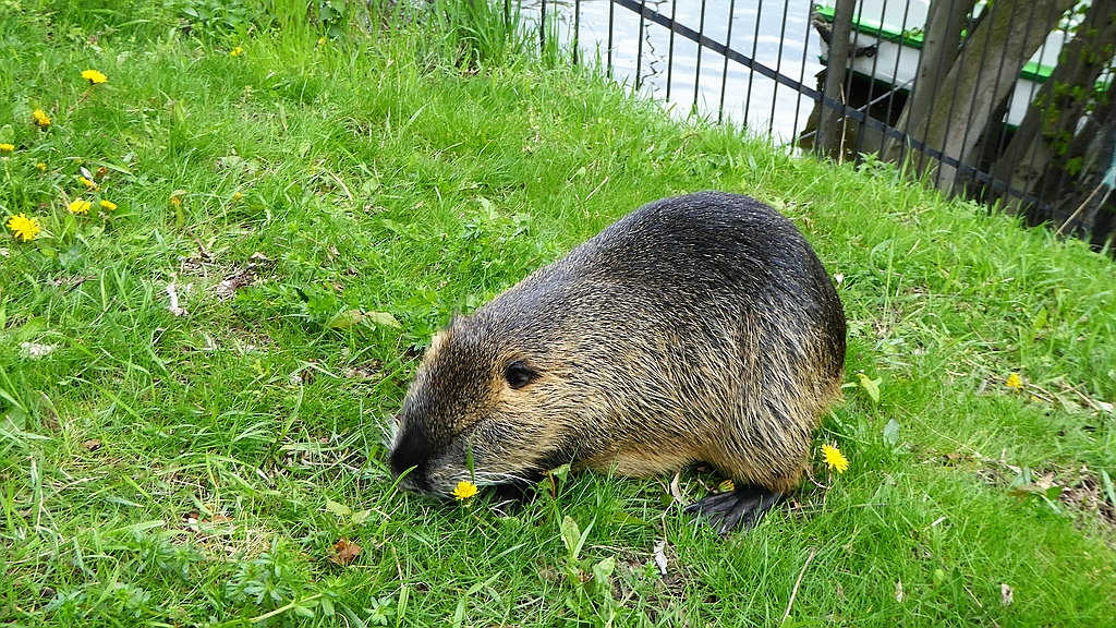 Nutria.jpg