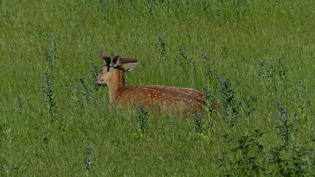 Damhirsch Schorfheide.jpg