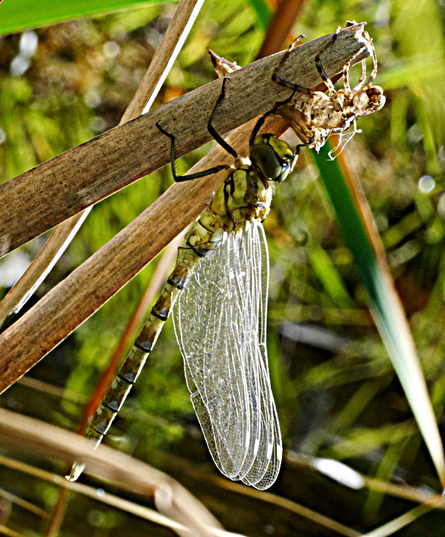 P1080022_b2.JPG