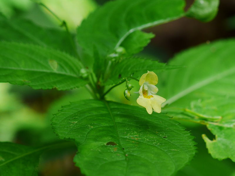 Impatiens parviflora.jpg