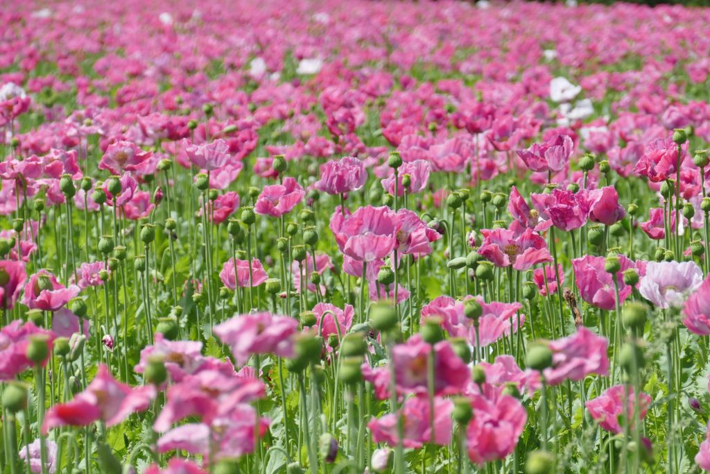 2016-07-03 12-36-00 (P1280365)bw.jpg