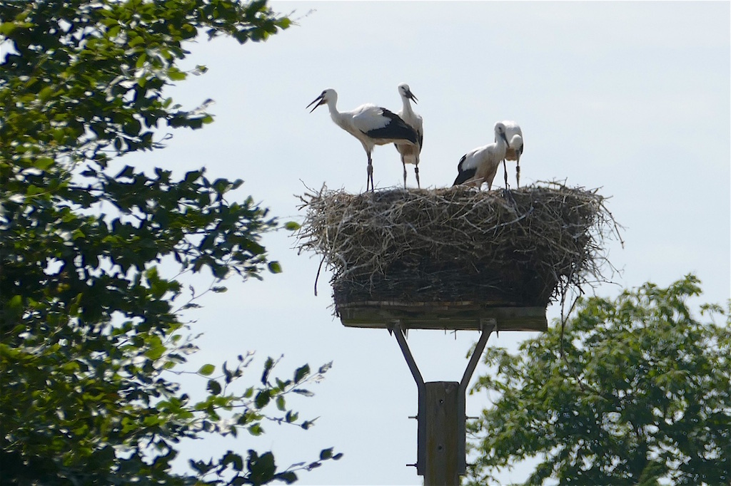 familystork.jpg