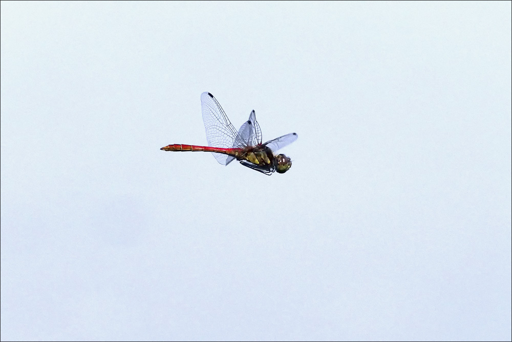 libelle_07.jpg