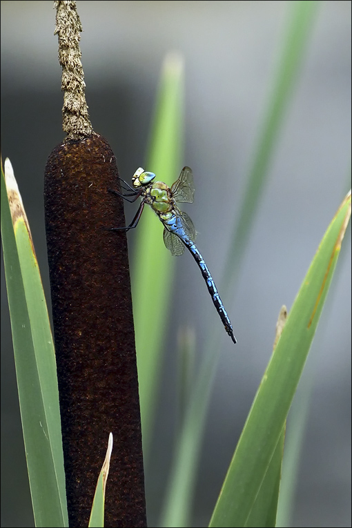libelle_08.jpg