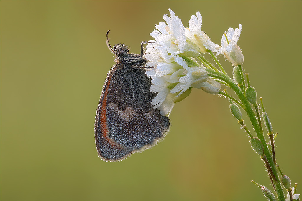 Schmetterling-4.jpg
