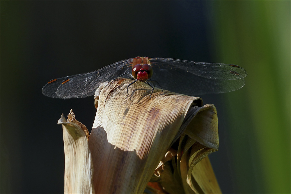 2016_08_22_libelle_03.jpg