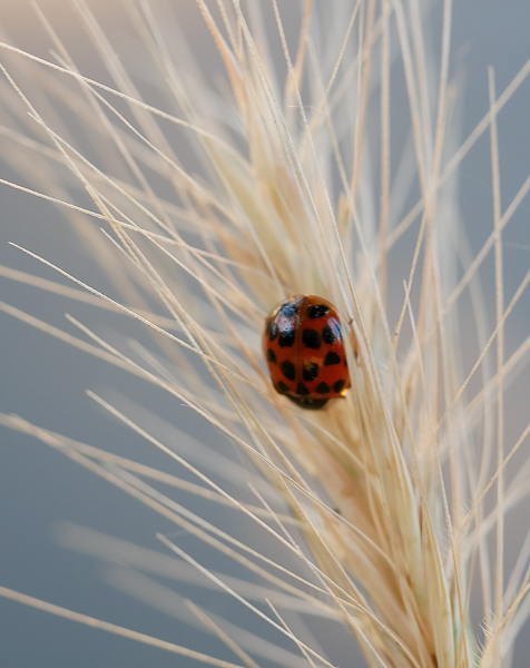 GL-Insekten(08).jpg