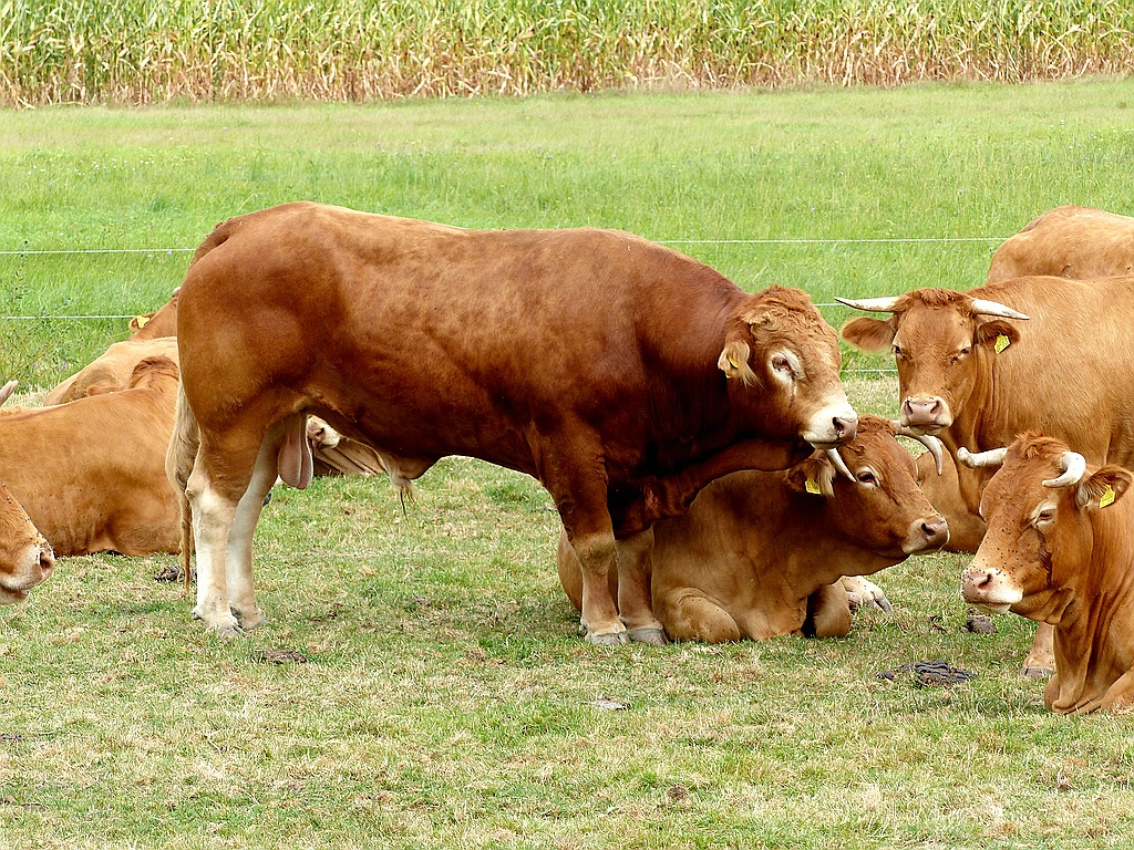 Diese Kuh hat ein schönes Euter.jpg
