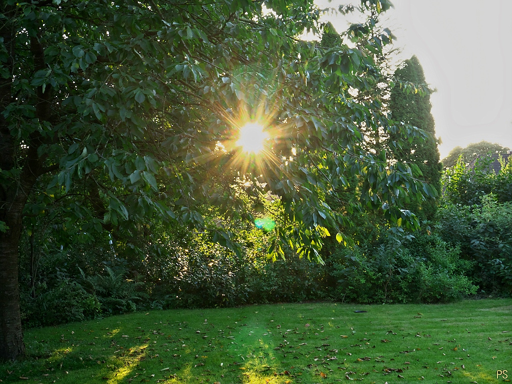 Sonnenuntergang im Garten1.jpg