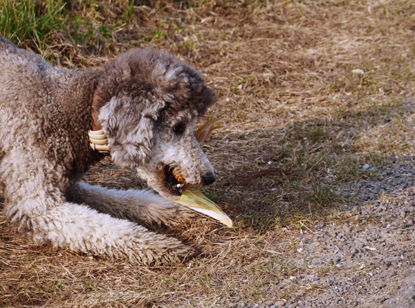 P1210599 klein.jpg