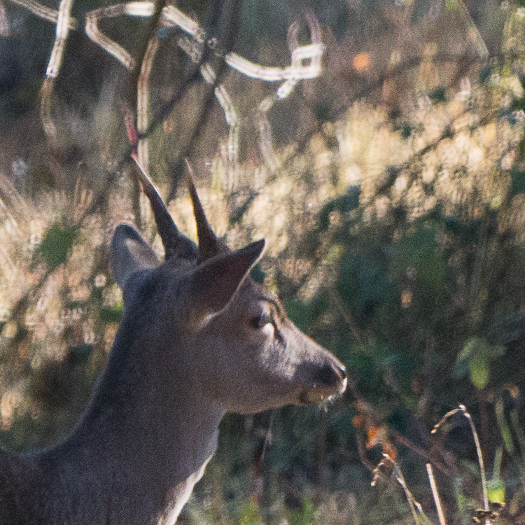 P1080848_kopf.JPG