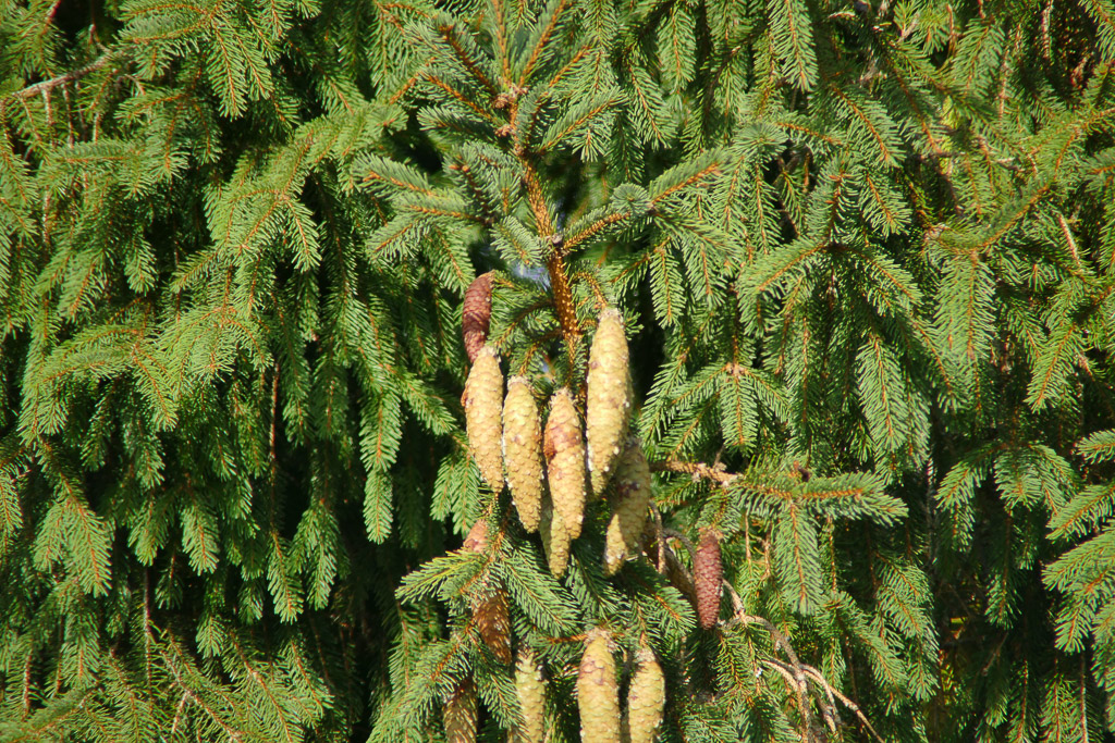 400mm mit 2,2x Konverter.jpg