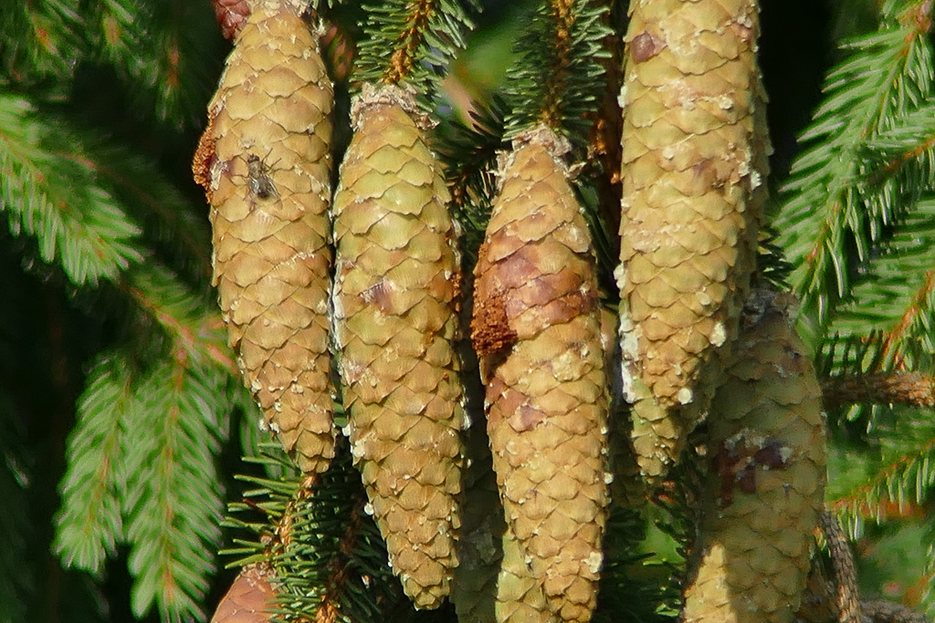 1600mm Digitalzoom mit 2,2x Konverter.jpg