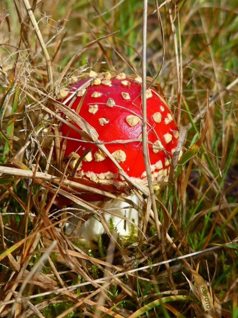 P1100949b (480x640).jpg