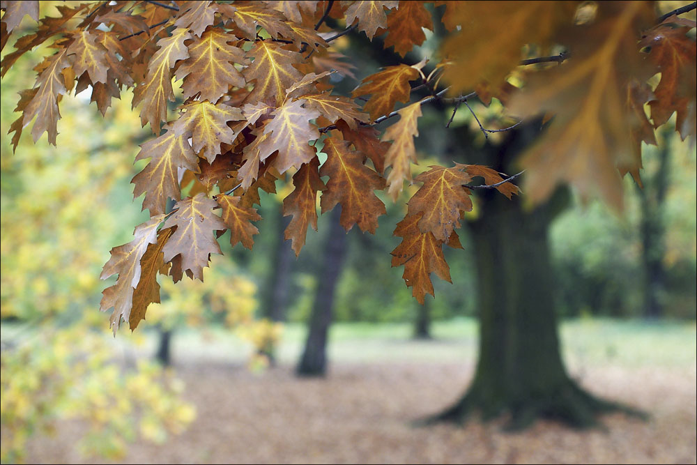 baum_restored.jpg