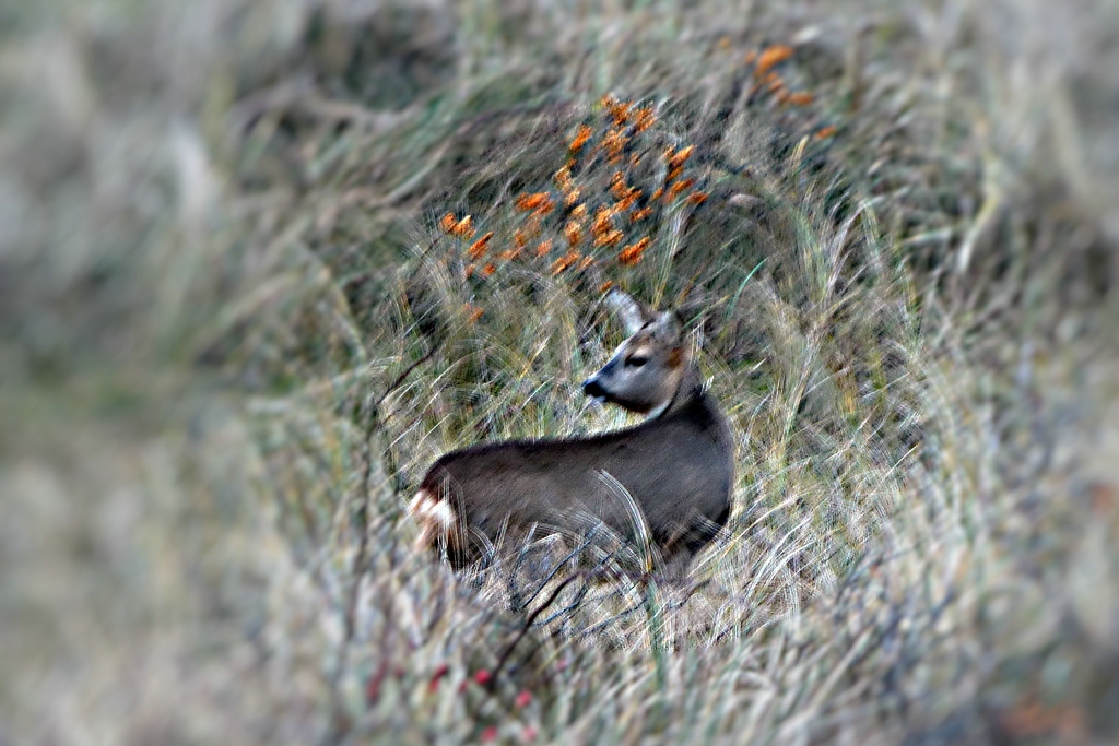 P1000813a.jpg
