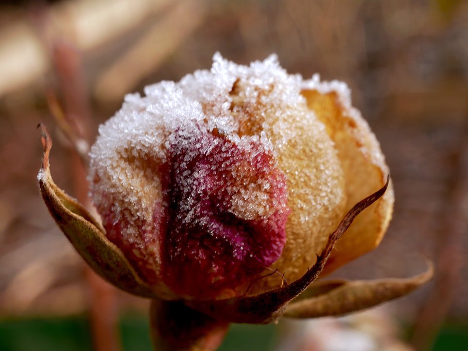 P1090884_small.jpg