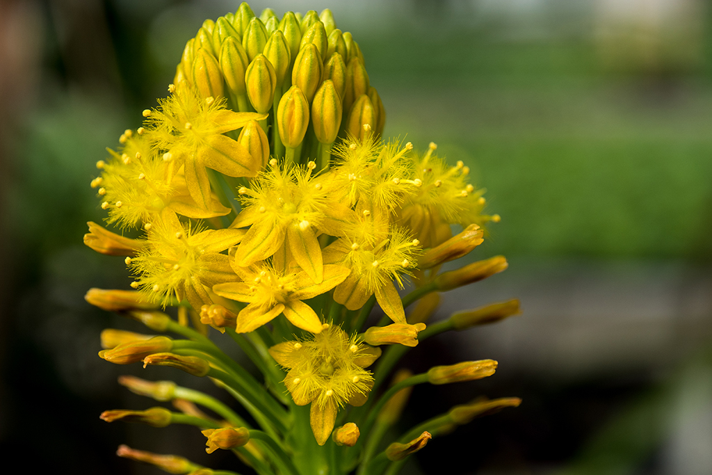 gelbe Blüten mit Bokeh.jpg