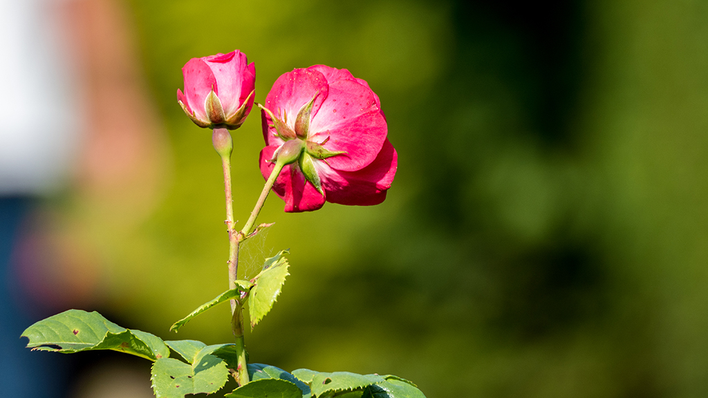 Rose mit Bokeh.jpg