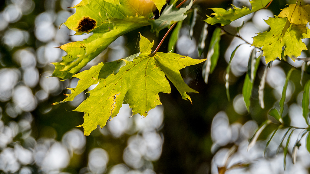 Blätter mit Bokeh.jpg