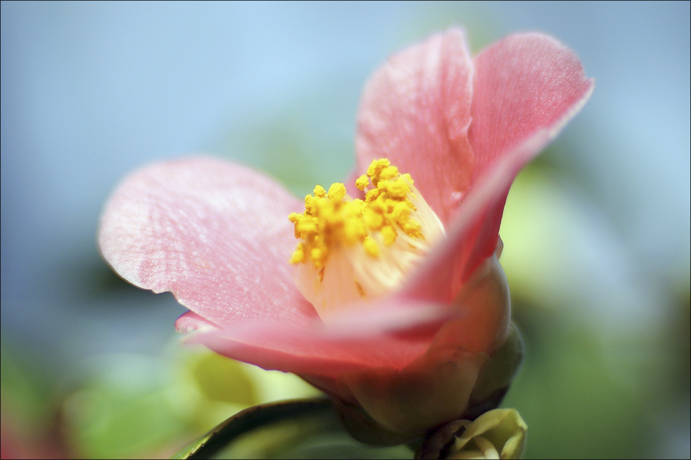 2015.02.08_botanischer_garten_11.jpg