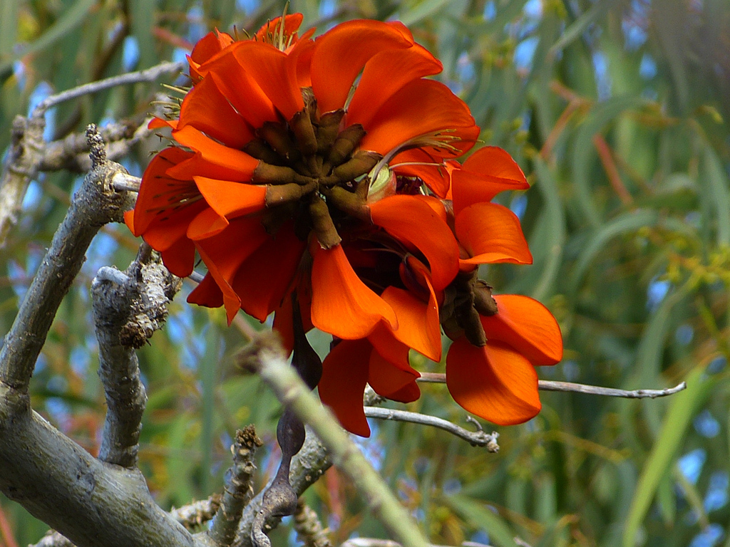 Baumblüte auf Teneriffa.jpg