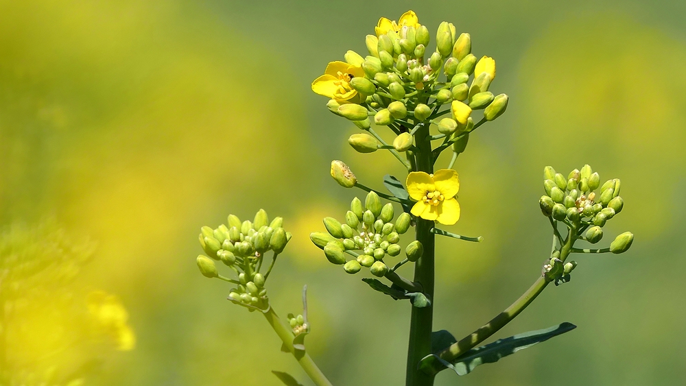 P1290310 01 verkleinert.jpg